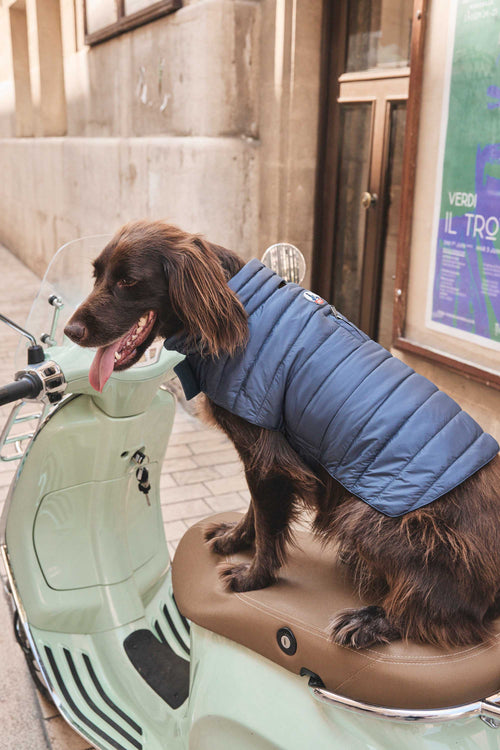 Chaqueta De Invierno Para Perro - Abrigo Grueso Impermeable, Con Capucha, Tallas XS A XL