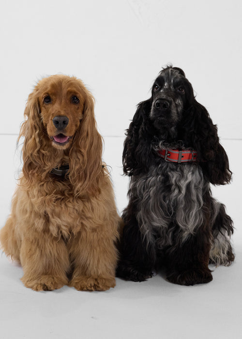 Hundehalsband Feuerrot Pancho - JOTT - 3