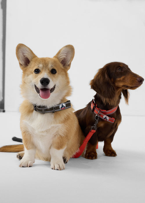 Collar para perro Army Pancho - JOTT - 2