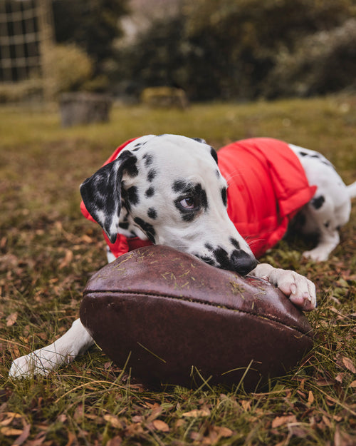 Chaqueta de plumón perro Brique Tobbie - JOTT - 3