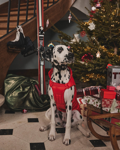 piumino cani Brique Tobbie - JOTT - 2